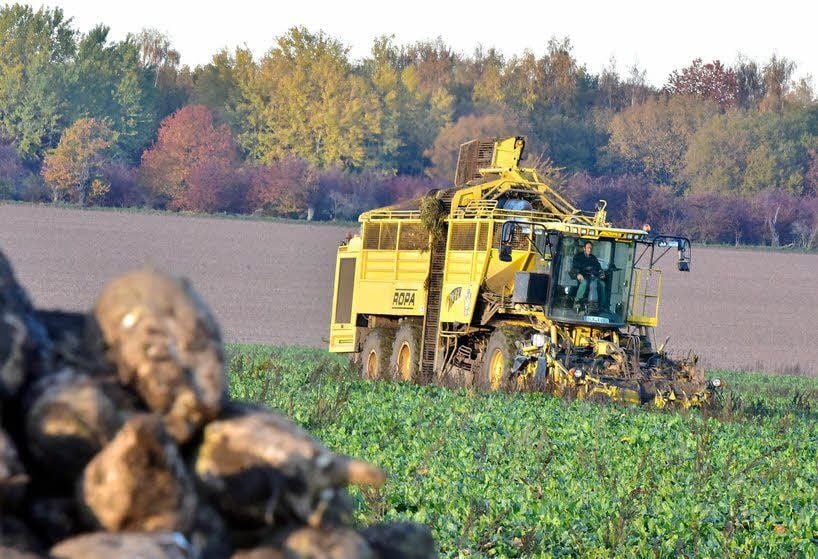 Drei Rübenroder hat die LHT jetzt im Einsatz. Hier erntet sie bei Langendorf Zuckerrüben und liefert sie für die Bauern in die Zuckerfabrik.