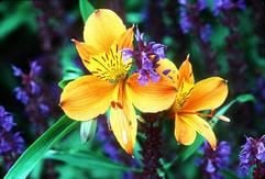 Als Schnittblume ist sie beliebt: Die Inkalilie findet häufig Verwendung in Sträußen und Gebinden. Aber auch in Töpfen und Kübeln sowie ausgepflanzt im Garten macht sie eine gute Figur. (Foto: dpa)