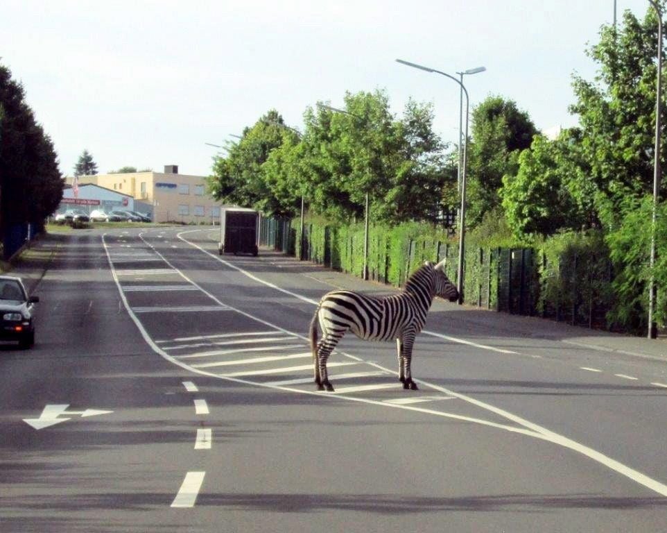 Ein Zirkus-Zebra steht auf der Sperrfläche einer Straße in Bitburg (Rheinland-Pfalz)