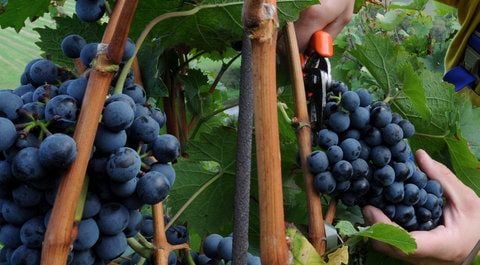 Das Anbaugebiet gehört mit einer Fläche von 735 Hektar Rebfläche zu den kleinen unter den 13 Anbaugebieten von Qualitätswein in Deutschland. (FOTO: LISKER/ARCHIV)
