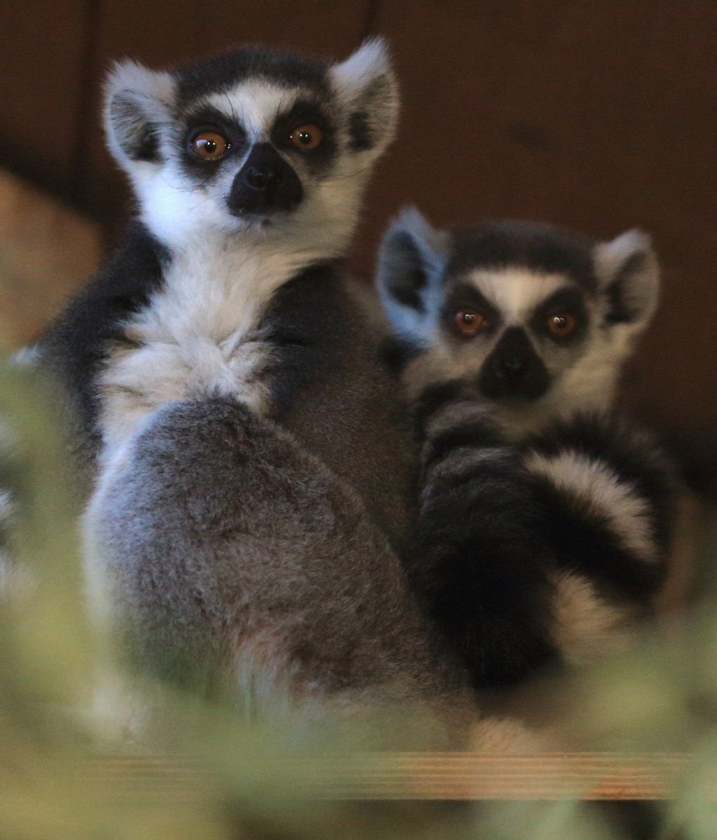 Zwei Kattas sitzen im Zoologischen Garten in Magdeburg.