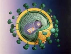 Modell des Virus, das die Immunschwäche Aids auslöst. (Foto: dpa)