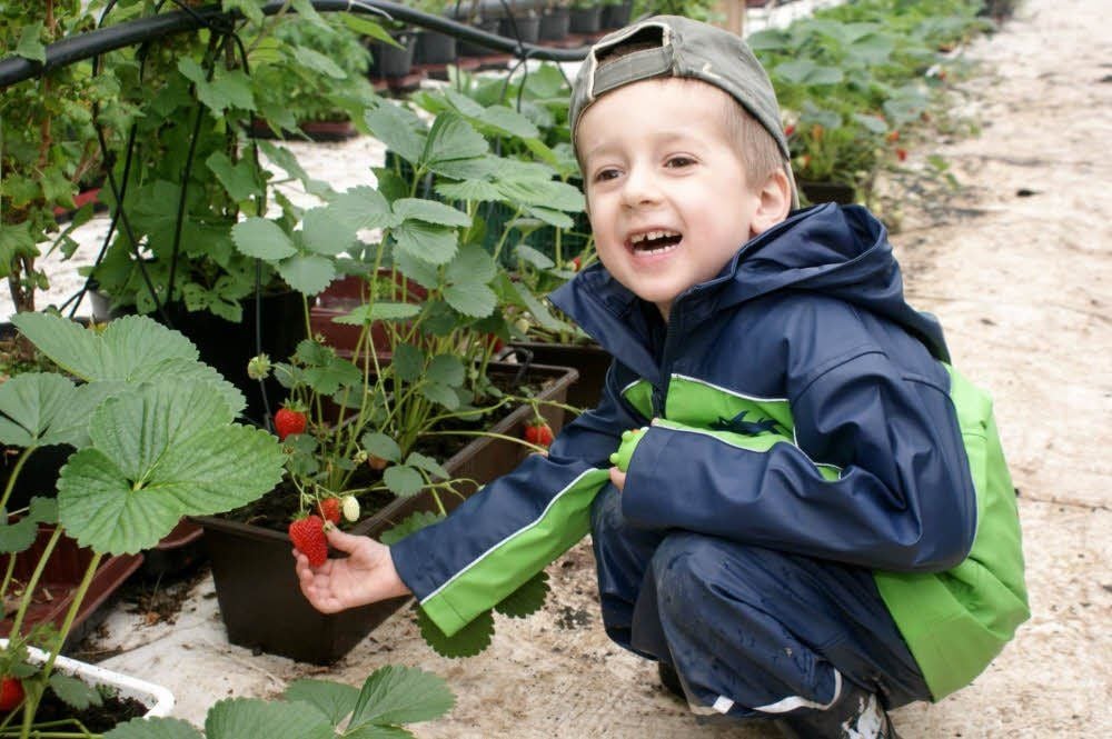 Der vierjährige Veith-Mark Semper schaut sich die frischen Erdbeeren, die im Zelt gewachsen und reift sind, an.