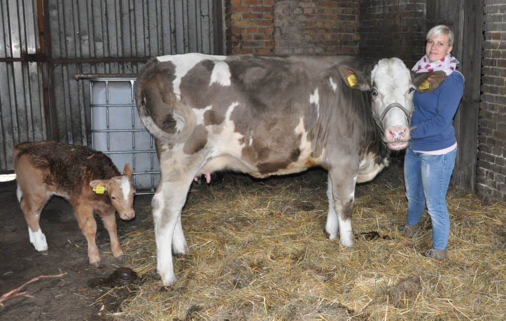 Viktoria Matthes mit ihrer handaufgezogenen Kuh Beatrice und Bullenkalb Gismo. Ihre Tierwirtlehre schloss Viktoria mit dem Durchschnitt 1,51 ab.