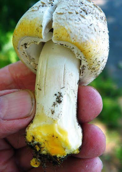 Karbol- oder Giftchampignon?
