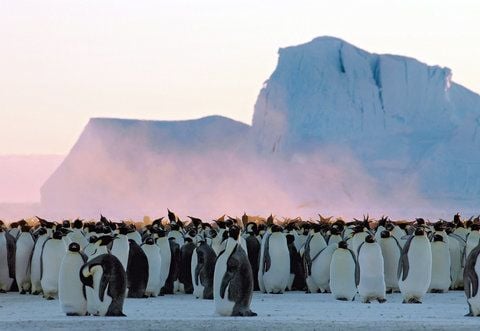 Bittere Kälte herrschte dafür am Südpol. Minus 75 Grad wurden am5. Juli an der amerikanischen Forschungsstation Amundsen-Scott in2800 Metern Höhe gemessen. (FOTO: DPA)