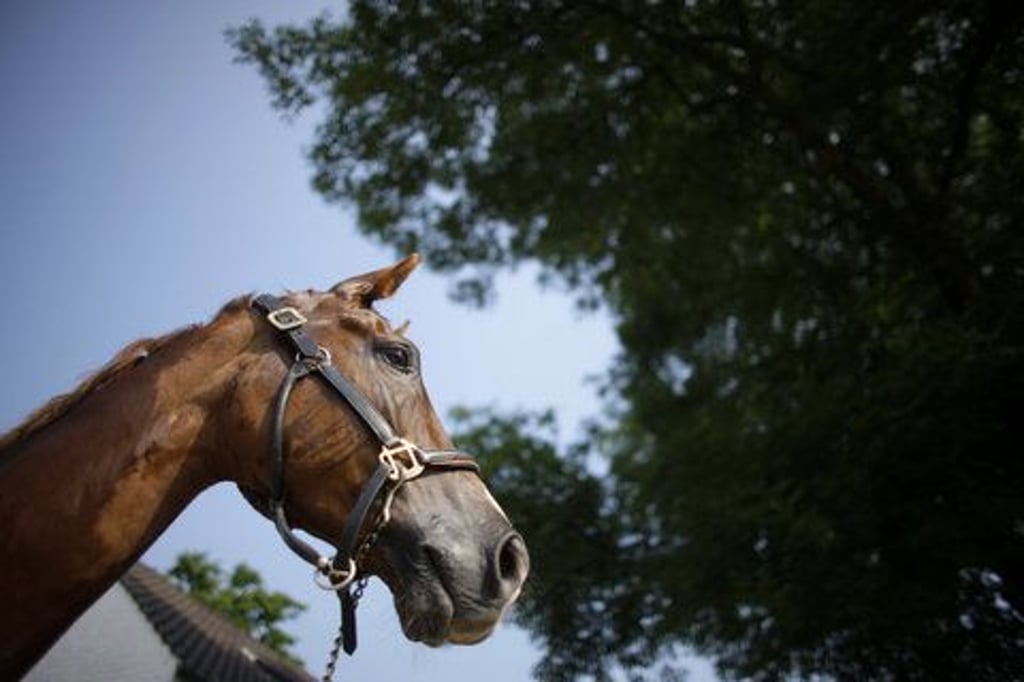 Weil sich ein Pferd in Gehrendorf erschreckte, fiel der Kutscher von der Kutsche. Symbolfoto: