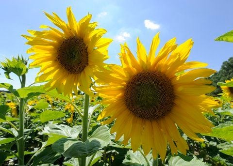 Sonnenblumen leuchten auf einem Feld. (FOTO: DPA)