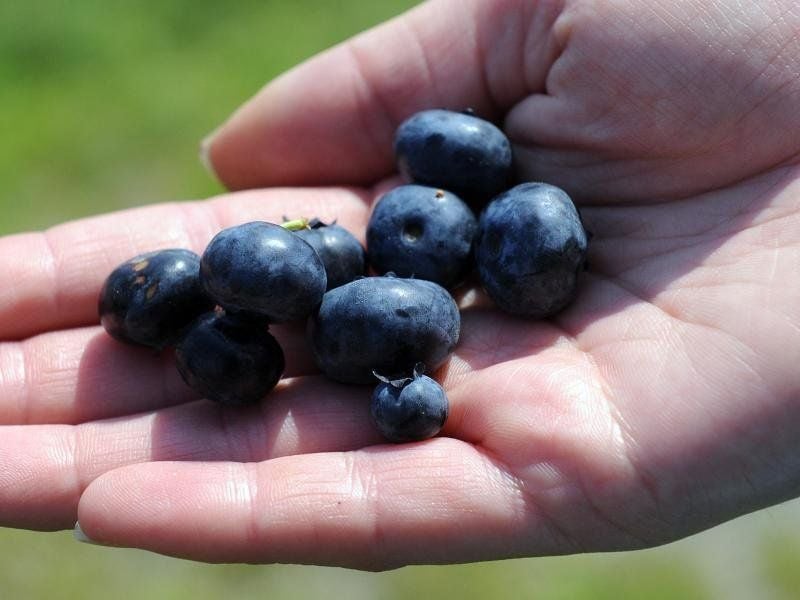 Sehr gesund: Blaubeeren haben sich in einer Harvard-Studie als besonders effizient, in der Senkung des Diabetes-Risikos erwiesen.