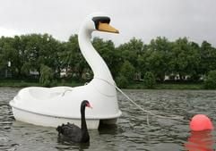 Ein schwarzer Trauerschwan schwimmt am Dienstag (23.05.2006) auf dem Aasee in Münster neben einem weißen Plastik-Schwan her, der an eine Boje gekettet ist. Seit Anfang Mai richtet der Trauerschwan seine Balz-Bemühungen auf ein Tretboot in der Form eines weißen Artgenossen - vergeblich. (Foto: dpa)