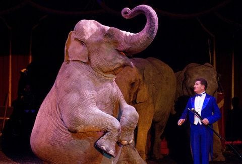 Ein Dompteur zeigt im Zirkus Universal Renz in Münster eine Vorführung mit Elefanten. (FOTO: ARCHIV/DPA)