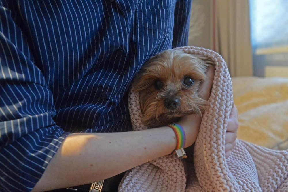 Geraten Hunde durch das Silvesterfeuerwerk in Panik, kann auch Körperkontakt helfen.