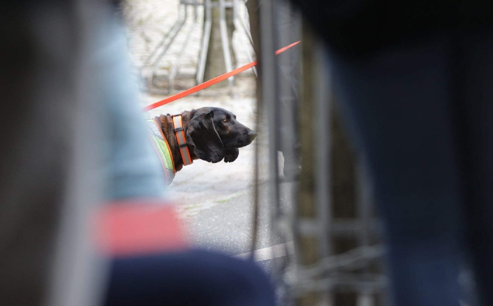 Polizeibeamte gehen mit einem bayrischen Gebirgsschweißhund, einem sogenannten Mantrailer, auf Spurensuche.