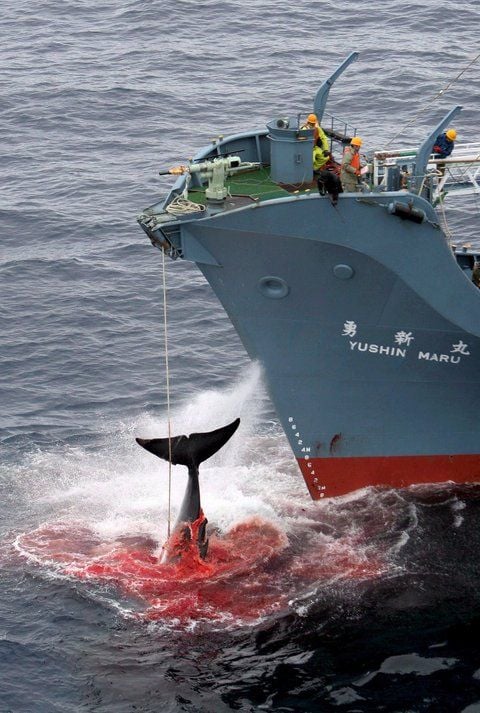 Ein harpunierter Wal wird an Bord des japanischen Walfangschiffes «Yushin Maru» gezogen.(FOTO: GREENPEACE/DPA)