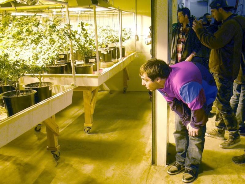 So fängt's an: Vom Gewächshaus bis zum Vaporisator führen die neuen Kiffer-Touren in Colorado.