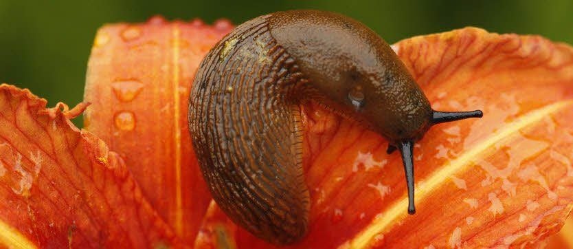 Die Nacktschnecken-Invasion beunruhigt die Kleingärtnern in der Region.