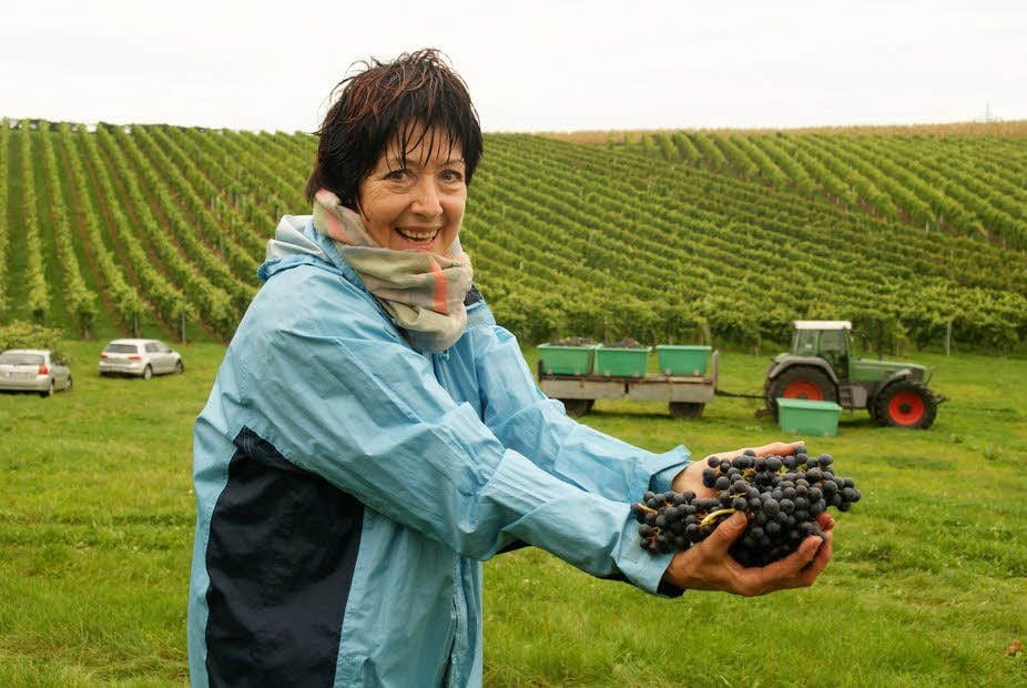 Salsitz: Im englischen Weingarten wurden am Sonntag, unter anderem von Siglinde Geißler, von zirka 1.600 Rebstöcken die Weinsorten gelesen.