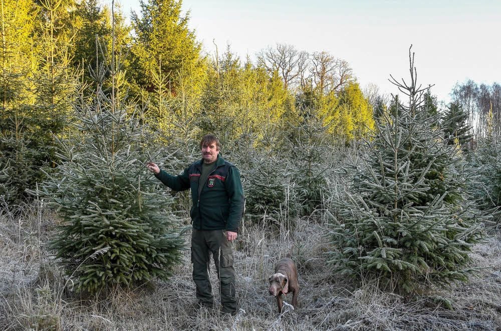 Im Revier von Förster Matthias Steinicke können wieder Weihnachtsbäume geschlagen werden.