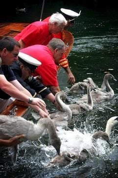 Schwäne werden auf der Themse in der Nähe von Maidenhead bei Berkshire gewogen, vermessen und gezählt (Archivfoto vom 19.07.2005). (Foto: dpa)