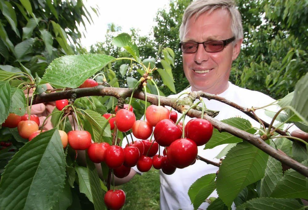 Harry Goldschmidt ist zufrieden mit der Qualität der Kirschen.