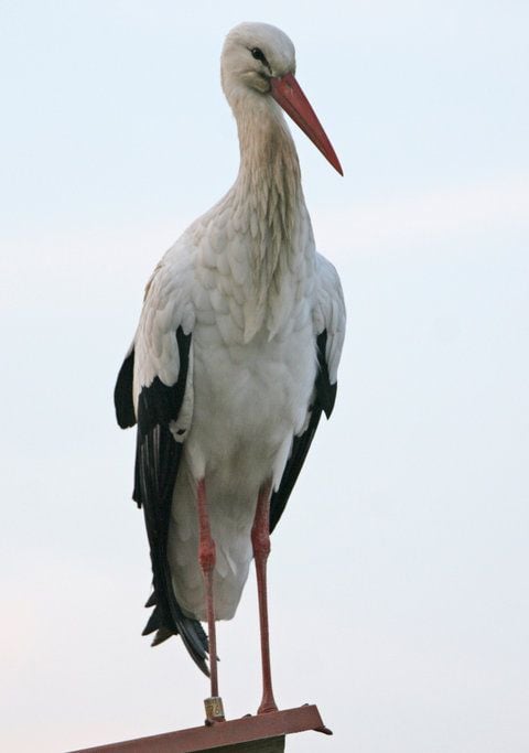 Storch Jonas sitzt im Storchenhof in Loburg (Landkreis Anhalt-Bitterfeld) auf einem Träger. (FOTO: DPA)