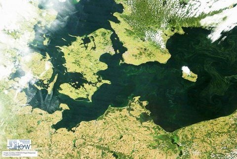 Ein riesiger Blaualgen-Teppich bedeckt nach Angaben der Umweltorganisation WWF die Ostsee (FOTO: DPA)