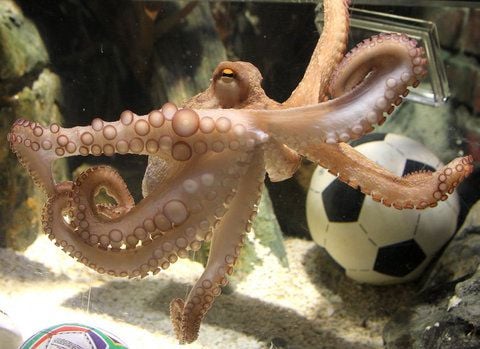 Krake Paul, Fußball-Orakel des Sea Life in Oberhausen, ist tot. (FOTO: DPA)