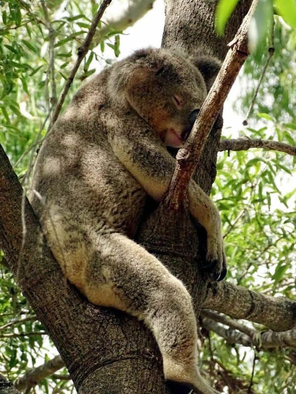 Ein Koala