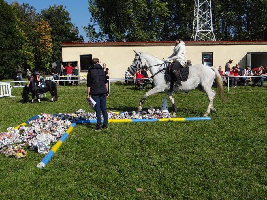Maria Hanschmann überredet ihr Pferd „Heidi“, über die Papierstrecke zu laufen.