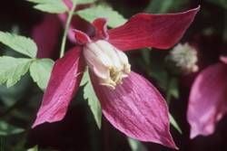 Clematis gibt es in vielen Farben