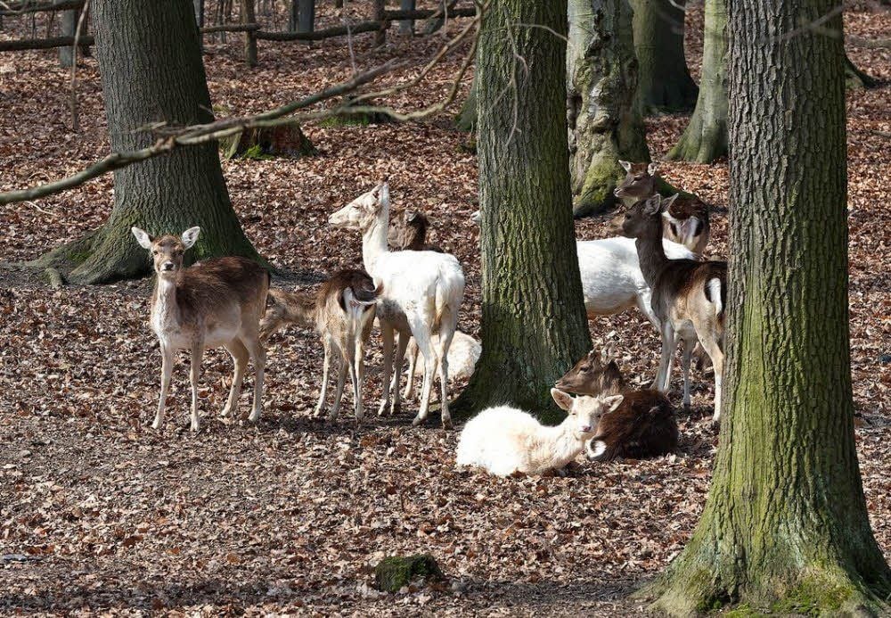 Wo kommt man Damwild so nahe? Und vor allem ist der Besuch des Tiergeheges am Hermannseck kostenlos.