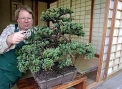 Matthias Riedel schneidet in den Botanischen Sammlungen der TU Dresden im Landschloss Zuschendorf bei Pirna den 90 Jahre alten Chinesischen Wacholder. Der etwa 60 Zentimeter hohe Zwergbaum ist ein Hingucker - auch wegen seiner Geschichte. (Foto: dpa)