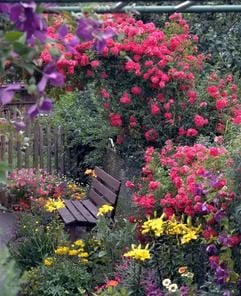Kletterrossen, auch als "Rambler" bezeichnet, umragen eine Gartenbank (Foto undatiert). "Als Kletterrosen werden alle Rosen bezeichnet, die aufgrund ihres starken Wuchses auch in die Höhe gezogen werden können", berichtet Rosenexperte Leif to Baben. Der Fachmann unterscheidet darüber hinaus zwischen so genannten Ramblern, Climbern und öfter blühenden Kletterrosen. "Rambler haben elastische, ausgesprochen stark wüchsige Triebe. Sie blühen allerdings meist nur einmal im Jahr, dafür aber überreich und vier bis fünf Wochen ununterbrochen", schwärmt Peter Ludy, zuständiger Gärtnermeister im Rosengarten Zweibrücken und Fachberater im Verein Deutscher Rosenfreunde. (Foto: ddp)