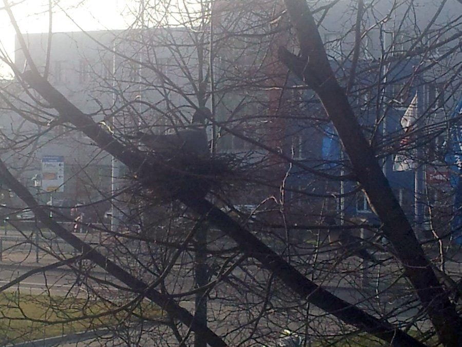 Die Taube im Nest direkt vor dem Fenster: Wie soll das Tier denn heißen?