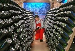 Im Keller für klassiche Flaschengärung der Rotkäppchen-Mumm-Sektkellereien in Freyburg kontrolliert Weinküfer Steffen Sickart den Hefeabsatz am Flaschenhals. 30.000 bis 40.000 Flaschen Weißburgunder liegen hier neun Monate auf der Hefe und werden dann vier Wochen lang täglich zwei Mal um ein Achtel per Hand gedreht. (Foto: dpa)