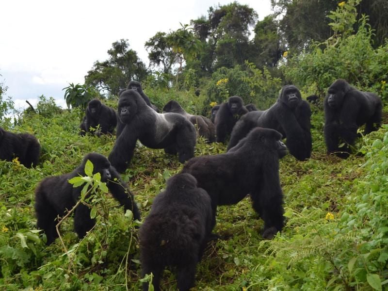 Eine Gruppe Berggorillas im Virunga-Massiv an der Grenze von Kongo, Ruanda und Uganda. Foto: Dian Fossey Gorilla Fund/dpa
