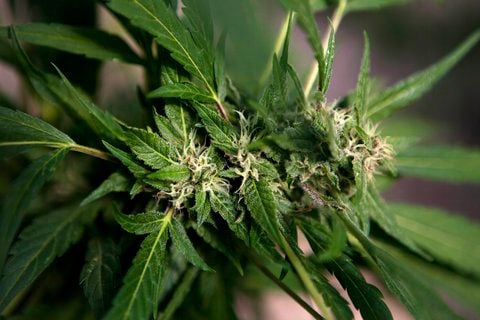 Tikun Olam im Norden Israels ist die größte Farm für medizinischen Cannabis-Anbau des Landes. (FOTO: DAPD)