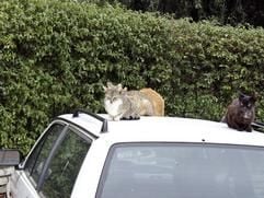 Für den Lack harmlos - Katzen sind auf Autodächern in der Regel mit ihren Krallen sehr vorsichtig. (Foto: dpa)