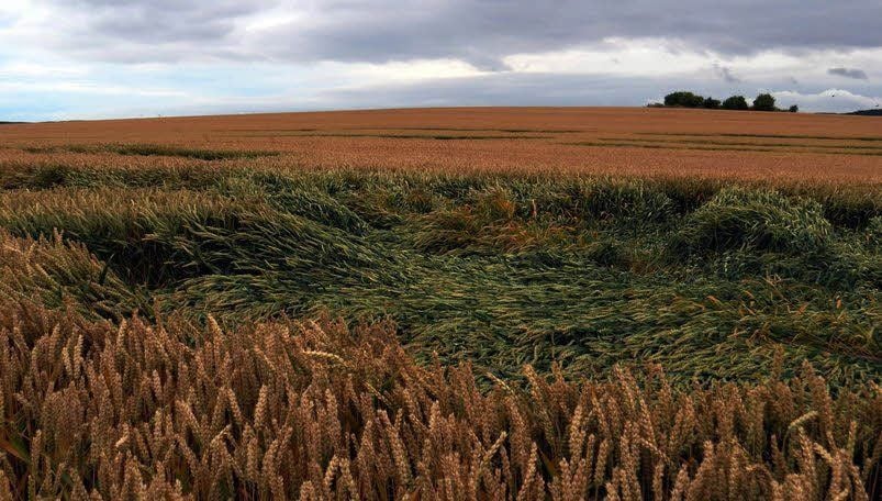 Bei Starkregen und Wind sind vielerorts Getreidepflanzen umgeknickt.