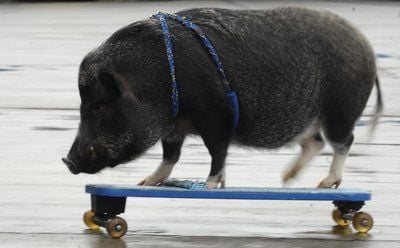 Das Mini-Schwein Piccolino ist auf der Messe in Berlin auf einem Skateboard unterwegs. (FOTO: DPA)
