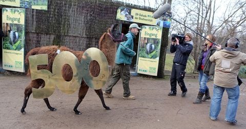 Ein Kamerateam des MDR filmt Tierpfleger Jens Hirmer neben Lama Horst am 10.01.2013 im Zoo in Leipzig. (FOTO: DPA)