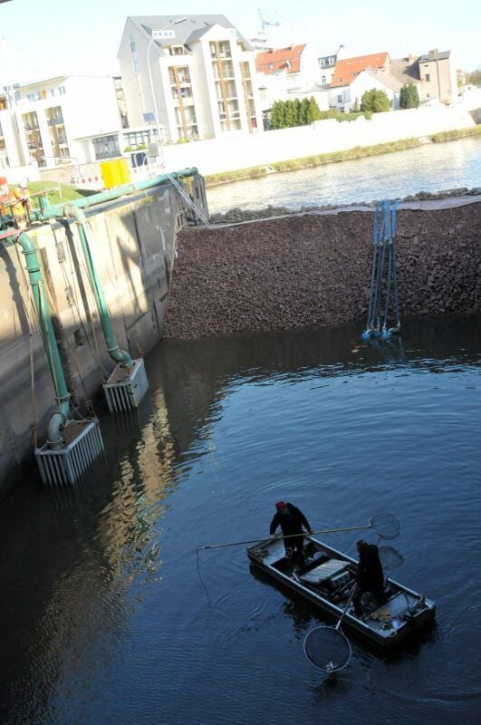 Bernburger Angler fangen Fische aus dem Schleusenbereich, der demnächst komplett trockengelegt wird.