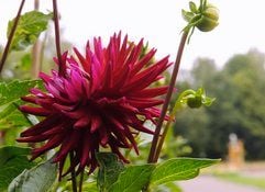 Dahlien blühen in Gera im Dahliengarten. Dahlien wachsen in vielen Farben und Formen, rund 10 000 Sorten sind bekannt. 2000 der Pflanzen gibt es jedes Jahr im Dahliengarten in Gera zu bewundern. Am Montag feiert die Anlage ihr 80-jähriges Bestehen und ist damit die älteste ihrer Art in Deutschland. (Foto: ddp)