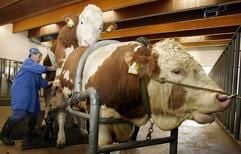 Ein Mitarbeiter in einer Bullen-Besamungsstation in München hält einem Stier eine «künstliche Scheide» in der Form eines Rohres an das erregte Glied, um die Stiersamen aufzufangen (Foto vom 14.02.2006). (Foto: dpa)