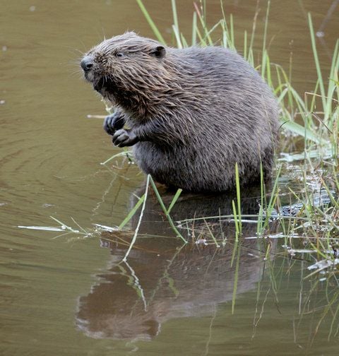 Ein Biber sitzt im Wasser. Eine Woche lang herrschte Krokodilalarm am Mittleren Klausensee bei Schwandorf (Oberpfalz). Nun steht fest: Es war wohl doch nur ein Biber. (FOTO: DPA)