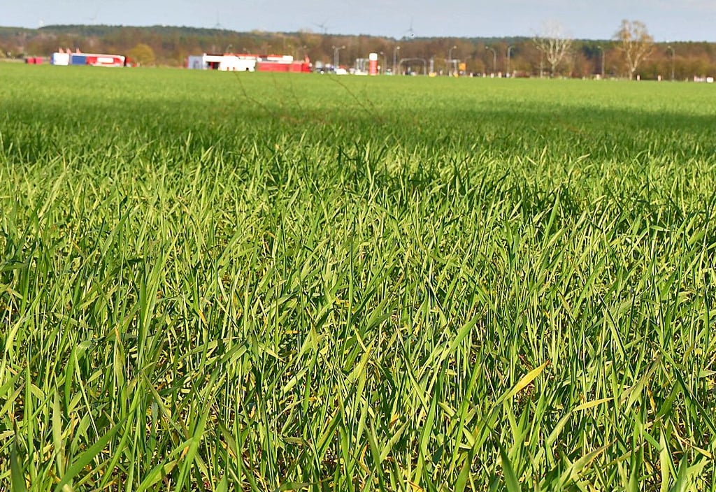 Auf den Flächen von der Thielbeerer Chaussee aus gesehen in Richtung Seeadler-Tankstelle (Hintergrund) wächst Triticale.