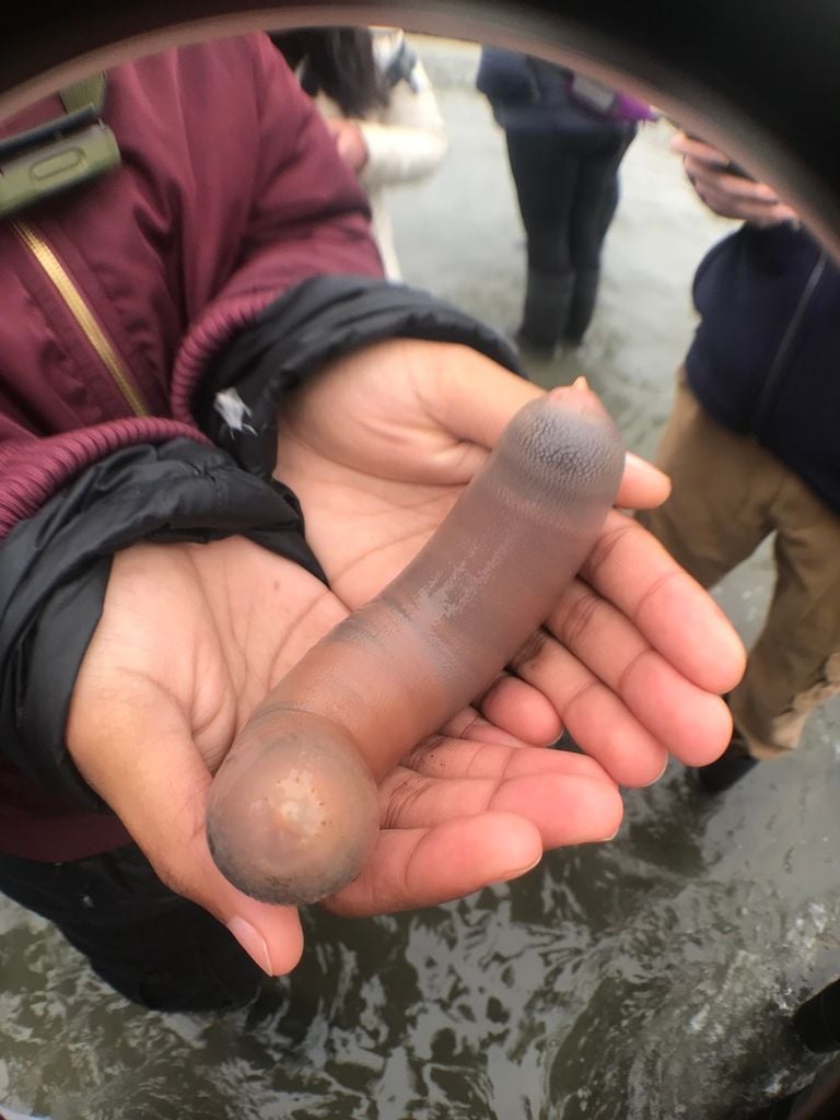 Tausende Exemplare des sogenannten Penis-Fisches sind an kalifornische Strande gespült worden.