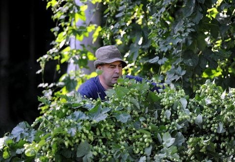 Erntehelfer zwischen Hopfendolden (FOTO: DAPD)