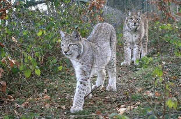 Nachdem ein zweiter Luchs eingefangen wurde fehlt nur noch das Luchs-Mädchen.
