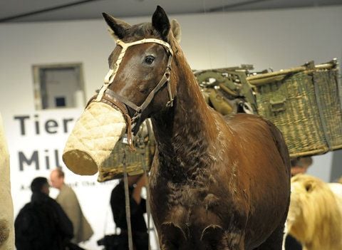 Im Militärhistorischen Museum der Bundeswehr in Dresden betrachten die ersten Fachbesucher die Ausstellung, hier den Komplex Tiere beim Militär. (FOTO: DPA)